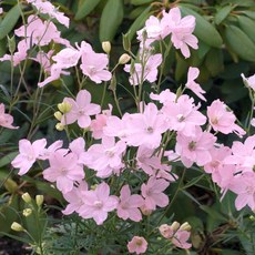 어린모종 델피니움 8cm분, 썸머 모닝, 1개