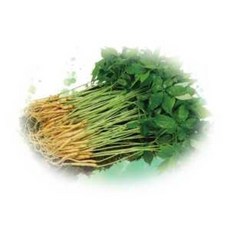 새싹삼(소), 1개, 새싹삼-소(100뿌리), 250g