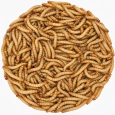 밀웜나라 밀웜, 약 1.8cm 중 720마리, 1개