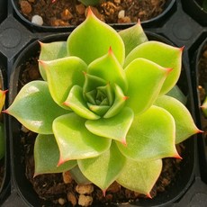 [앨리다육코리아] 개발 신품종 한 송이 초록 불꽃이 또렷하게 피어난 듯한 화연초 화분크기 6cm