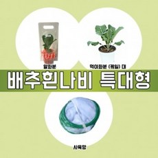 배추흰나비 알화분 특대형