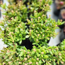 [해뜰다육] 라디칸스(소) 다육식물 선인장, 1개