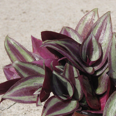 제브리나 자주달개비 꽃모종 화분 공기정화화분, 단품