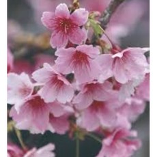 霏霏園藝 山櫻花 3寸盆栽 粉色紅色系 園藝樹苗, 高90-100公分高100元, 1個