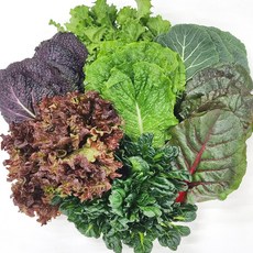 [사계절청년농부] 신선한 국내산 모듬 쌈채소 쌈야채 농장 산지직송, 1박스, 300g