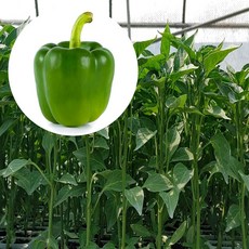 피망 모종 (5개)