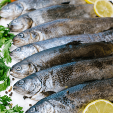 [당일발송] 동해안 급냉 두절 바다송어 260g, 1개, 5미