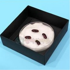 강낭콩 물 온도 싹틔우기 실험재료 1인용 놀이키트 실험세트 방과후수업 과학놀이키트, 1개