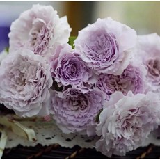 【特殊波浪花瓣】新浪 New Wave 波浪花瓣月季/四季開花/直立性佳/抗病性強/強香/大輪灌木, 7-8吋盆