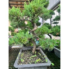 霏霏園藝造型真柏盆栽 精緻仿真 增添居家禪意 原價6000元特價4600元, 1個