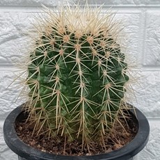 금호 선인장15 - 전자파흡수, 1개