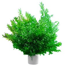 키우기 쉬운 버드나무 모스링 초보자 추천 수초 구피 베타 수초 치어 치비 은신처, 1개