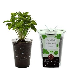 틔움 컵가든 스위트바질 키우기세트, 1개