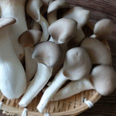 농장직송 손질 느타리버섯 새송이버섯 경남 의령 당일수확발송, 1개, 느타리버섯 중품 2kg