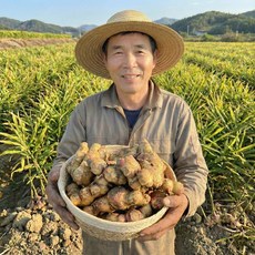 [산지직송] 알굵은 햇 생강 최상품 흙생강, 1박스, 500g (알뜰)