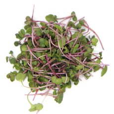 수경재배 무농약 홍무순 반박스 500g 당일수확 출고 샐러드야채 새싹채소 가니쉬, 홍무순 반박스(500g), 1개