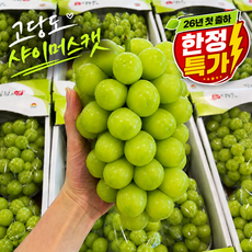 [오픈빅특가]딱50박스만 포도 초고당도 김천 샤인머스캣, 1박스, 500g