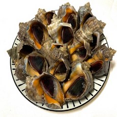 국내산 생물 참소라 1kg 20~25미 / 산지직송 / 참소라 / 자연산 / 안전배송 /, 1개