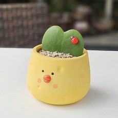 하트호야 심어진 병아리 캐릭터 다육화분