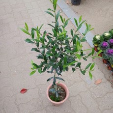 [성심] 올리브나무(열매 여는 품종)229, 1개