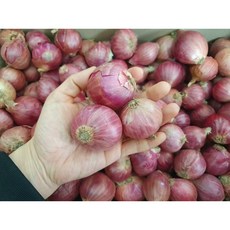 [오늘의 아시아푸드] 중국모충(미니양파) 샬롯, 1개, 1kg