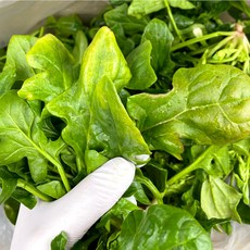 국산 시금치 1kg 내외 (Araium)