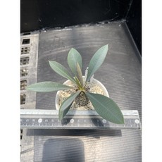 MC多肉園 嚴選實生瓶幹麒麟 多肉植物 盆栽 療癒系 綠植, 1個