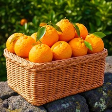 [제주직송] 선물용 고당도 크기선별 한라봉, 1개, 3kg 중과 (11~13과)