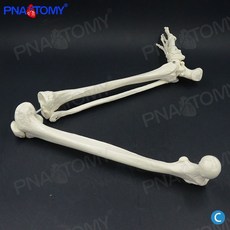 인체 해부학 뼈모형 학교 모형 사람 정형외과 골반 뼈 관절 병원 인대, 3. C형 하체골(좌)