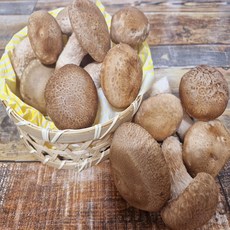 솔송화버섯 송이 송향 송고 표고 고급 명품 국내산 무농약 0.5-1kg 에스더블유몰, 500g(13~16개 내외), 1개