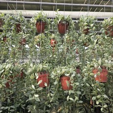 디시디아 화이트 2인치 미니화분 반려식물 공중식물 그린식물팜, 1개