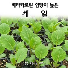 [모종심는아빠] 베타카로틴 함량이 높은 케일 모종, 6개