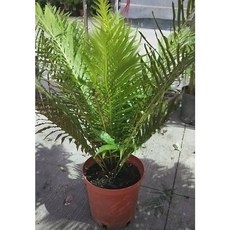 花花世界 美人蕨 無桿/有桿 富貴蕨 7-8吋盆 高約30-50CM (MA*無法超取*), 1個, 茂盛，無桿(無肉身)