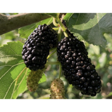 [한정물량] 특품선별 국내산 오디, 1박스, 5kg