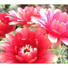 팅커벨 비화옥, 1개