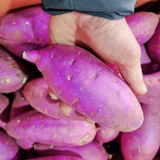 25년 햇 고구마 베니하루카 (특상품) 달콤한 꿀밤고구마 3kg 5kg 10kg, 1개, 5kg(특/특상)