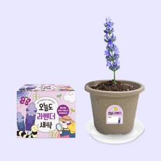 오늘도새싹 식물키우기 라벤더 미니화분