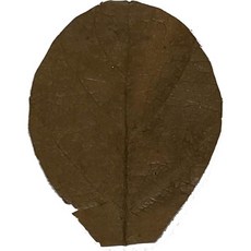 놀라운 수생 베타 & 새우 잎 10개 4-6인치 프리미엄 카타파 인디언 아몬드 자연 서식지 타닌 생성 면역력 향상 사용 편리함 (카타파 10개입), Catappa Mini 2 in 25 Pk