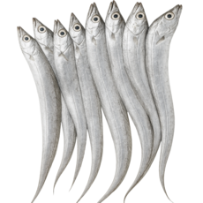 [더신선] 목포 국내산 갈치 풀치 10마리 당일조업 당일발송, 1세트, 갈치 10마리 (1kg)