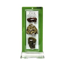 동물관찰 해면동물 실물 건조 표본, 1