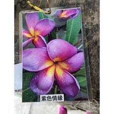 霏霏園藝 雞蛋花盆栽，運送安排