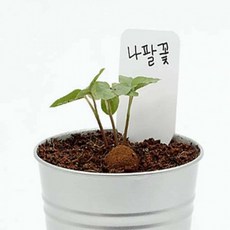 도모아 식물키우기 씨드볼 채소씨앗 나팔꽃 나팔꽃씨앗, 상세페이지 참조