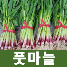 풋마늘 남해 제주 국내산 풋마늘 햇 마늘대 잎마늘, 1박스, 풋마늘 1kg