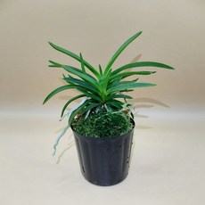 [숯돌꽃농장] 풍란 풍난 소엽풍란 2개셋트, 1개