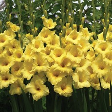 글라디올러스 구근 - 바나나라마 봄식재용 구근(WG), 1개