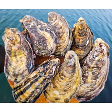 통영백년바다 최상급 세척석화 5kg 10kg 15kg 20kg, 1개, 석화 5kg