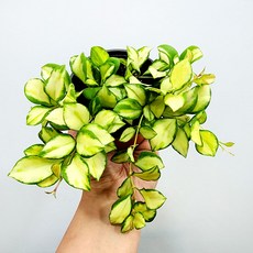 에덴플랜트 호야 휴스켈리아나 카페식물 희귀 넝쿨 덩굴 바리에가타, 1개