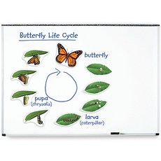 [Learning Resources] 특대형 자석 나비의 한살이 모형 Giant Magnetic Butterfly Life Cycle, 1개, 본상품선택