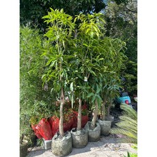 霏霏園藝四季芒果樹 - 愛文 尺1美植 頭徑6-7公分