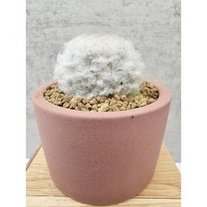 백성선인장 비숑 구름선인장 솜사탕선인장 동일품-260127 코덱스 아프리카식물 594 멸종위기희귀선인장